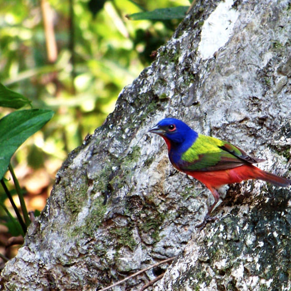 Observar aves en la Biósfera El Cielo – TAMAULIPAS, AVENTURA Y ECOTURISMO